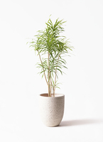 dracaena-reflexa-18_1.jpg?