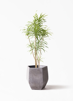 dracaena-reflexa-11_1.jpg?