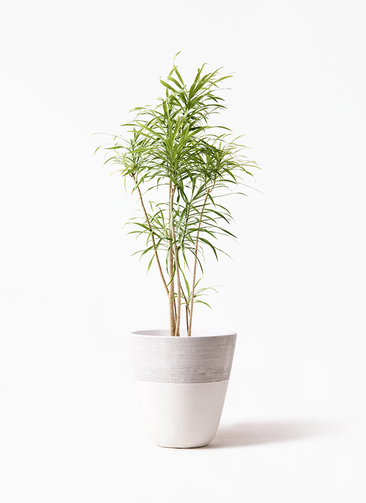 ドラセナ・リフレクション｜鉢付き 約180cm 大阪府茨木市引き取り希望 dracaena-reflexa-27_1.jpg?