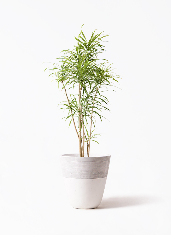 dracaena-reflexa-27_1.jpg?