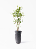 dracaena-reflexa-49_1.jpg?