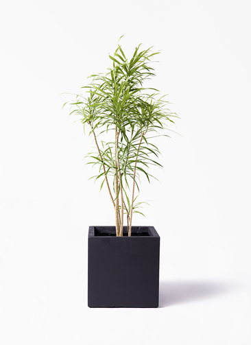 チャメロプスセリフェラ　白銀葉　大分頭株　観葉植物 特大　扇状葉 黒鉢 観葉植物 ドラセナ リフレクサ 8号 ベータ キューブプランター 黒 付き