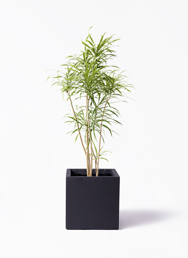 ドラセナ　リフレクサ　８号　140㌢ 観葉植物 ドラセナ リフレクサ 8号 ベータ キューブプランター 黒 付き