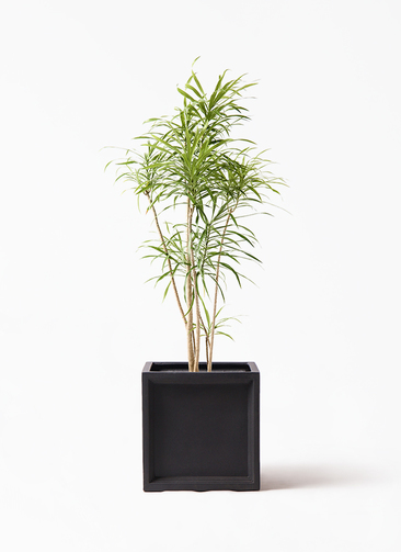 21【ドラセナ　リフレクサ 約170cm】大型観葉植物｜西海岸インテリア｜シンボルツリー｜BLUE DOOR PLANTS 観葉植物 ドラセナ リフレクサ 8号 アートストーン ラウンド グレー