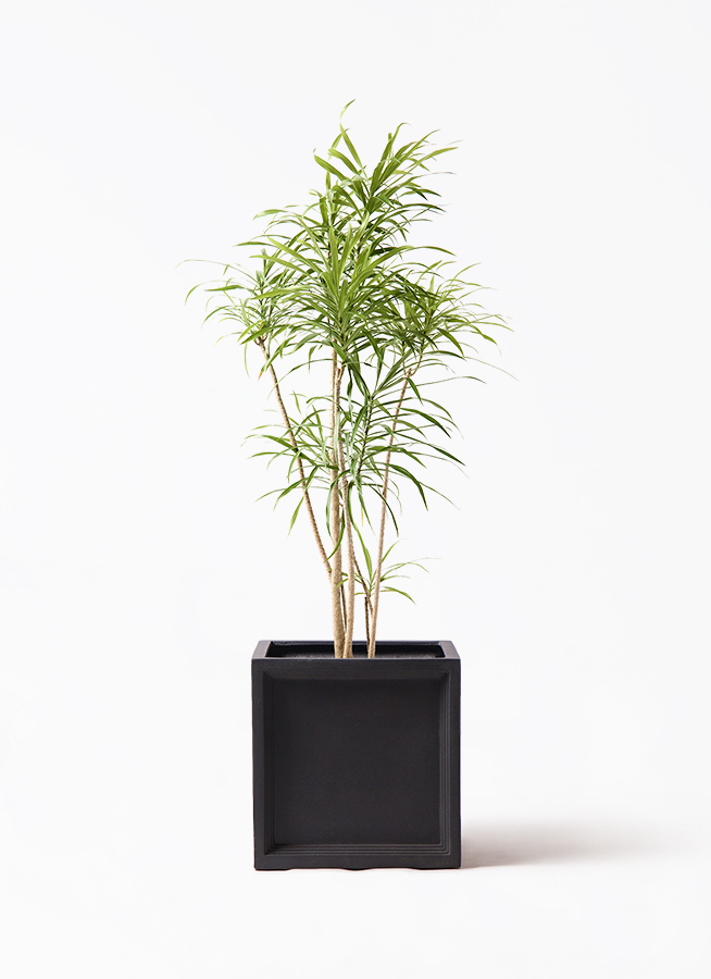 ドラセナ リフレクサ | 観葉植物通販HitoHana(ひとはな)