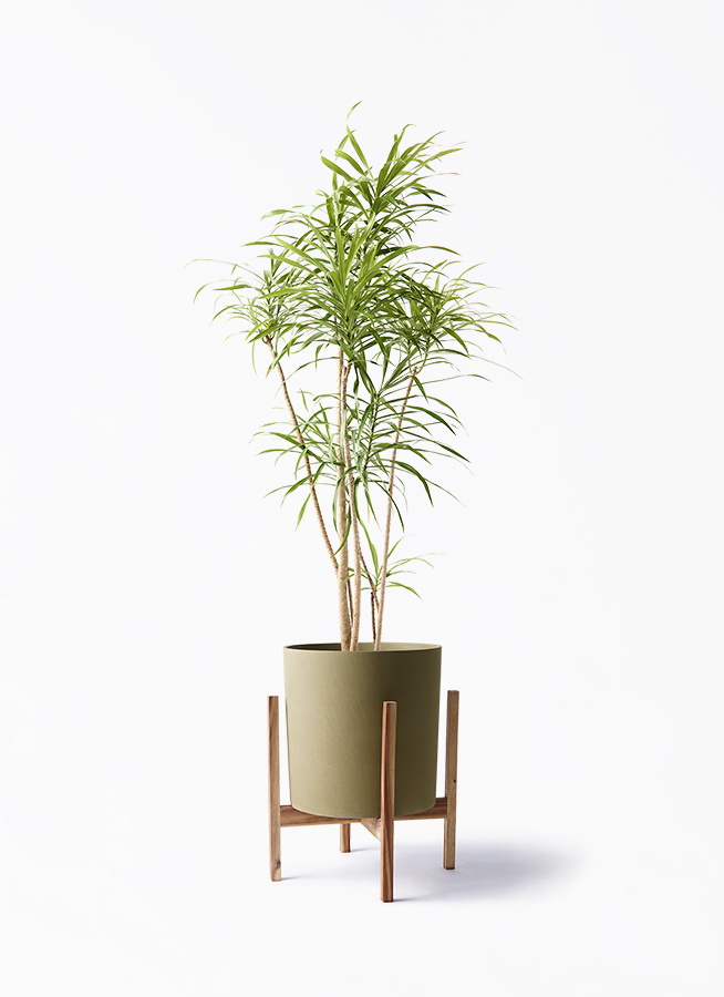 dracaena-reflexa-42_1.jpg?