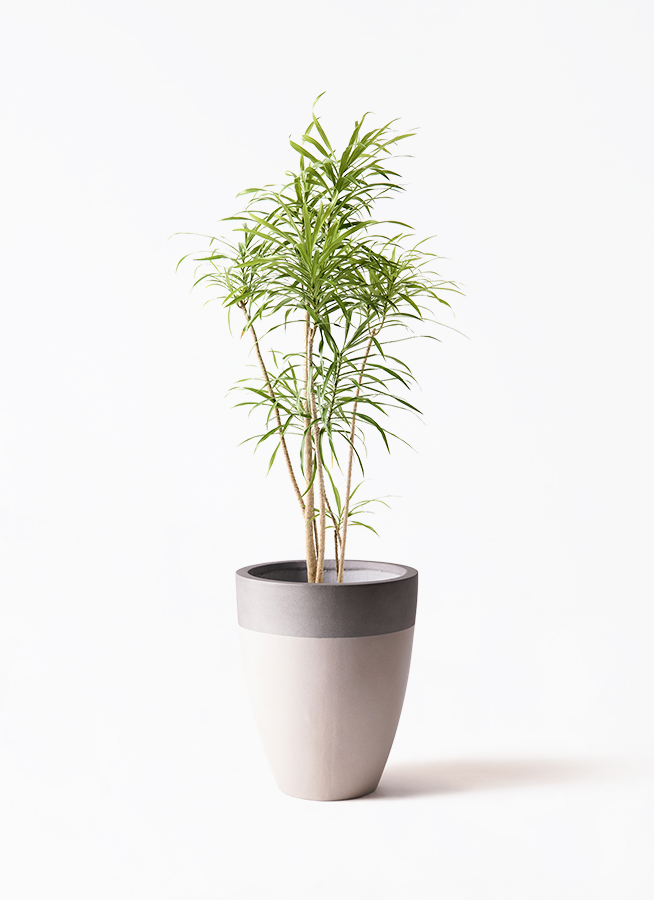 観葉植物 ドラセナ リフレクサ 8号 ネイチャーズキャスト