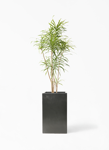 観葉植物 ドラセナ リフレクサ 8号 セドナロング 墨 付き | 観葉植物
