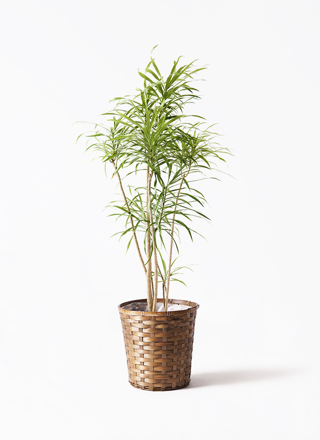 観葉植物 ドラセナ リフレクサ 8号 ネイチャーズキャスト
