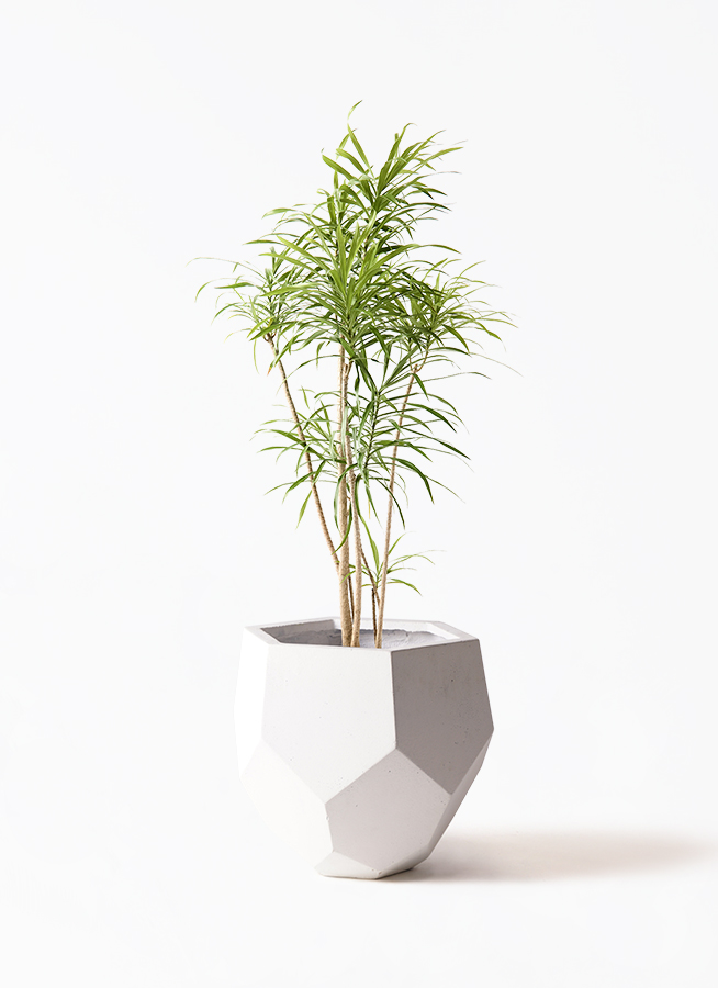 観葉植物 ドラセナ リフレクサ 8号 プラスチック鉢 | 観葉植物