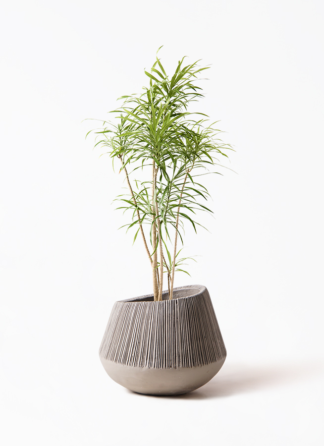 dracaena-reflexa-29_1.jpg?