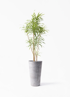 dracaena-reflexa-48_1.jpg?