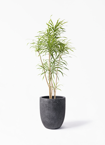 お話し中　鉢植え dracaena-reflexa-63_1.jpg?