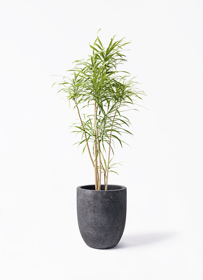 お話し中　鉢植え 観葉植物 ドラセナ リフレクサ 8号 フォリオアルトエッグ ブラック