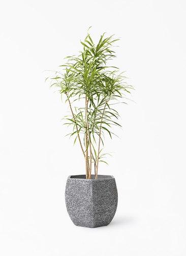 dracaena-reflexa-69_1.jpg?