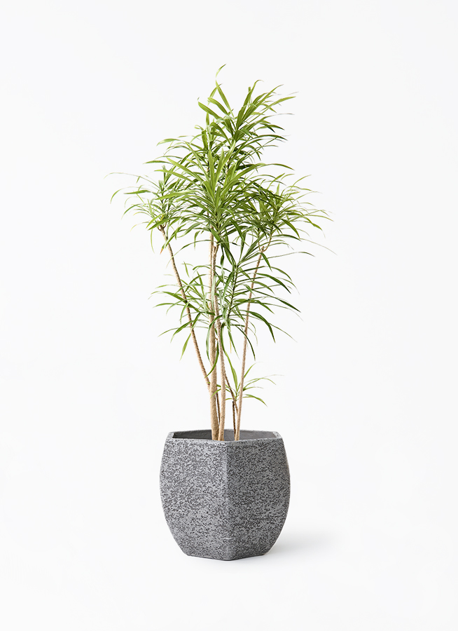 ［現品］2番　ドラセナ　プレオメレ　リフレクサ　8号　観葉植物　大型　室内 現品］2番 ドラセナ プレオメレ リフレクサ 8号 観葉植物 大型