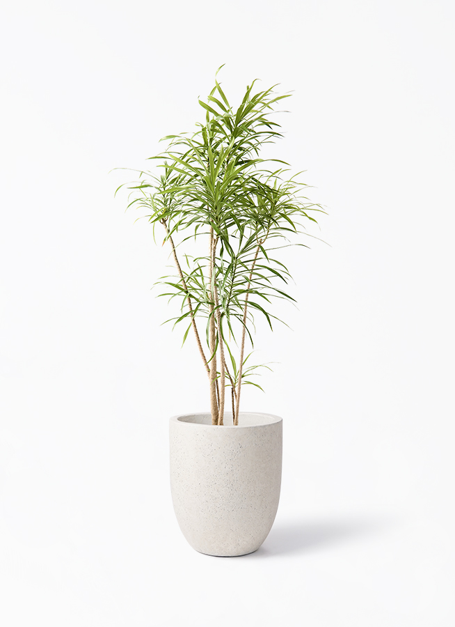 dracaena-reflexa-62_1.jpg?