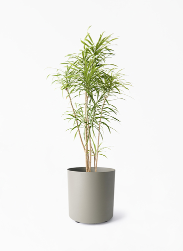 21【ドラセナ　リフレクサ 約170cm】大型観葉植物｜西海岸インテリア｜シンボルツリー｜BLUE DOOR PLANTS 長野市の花屋といえばヌボー生花店 / 御祝い観葉植物 ドラセナ