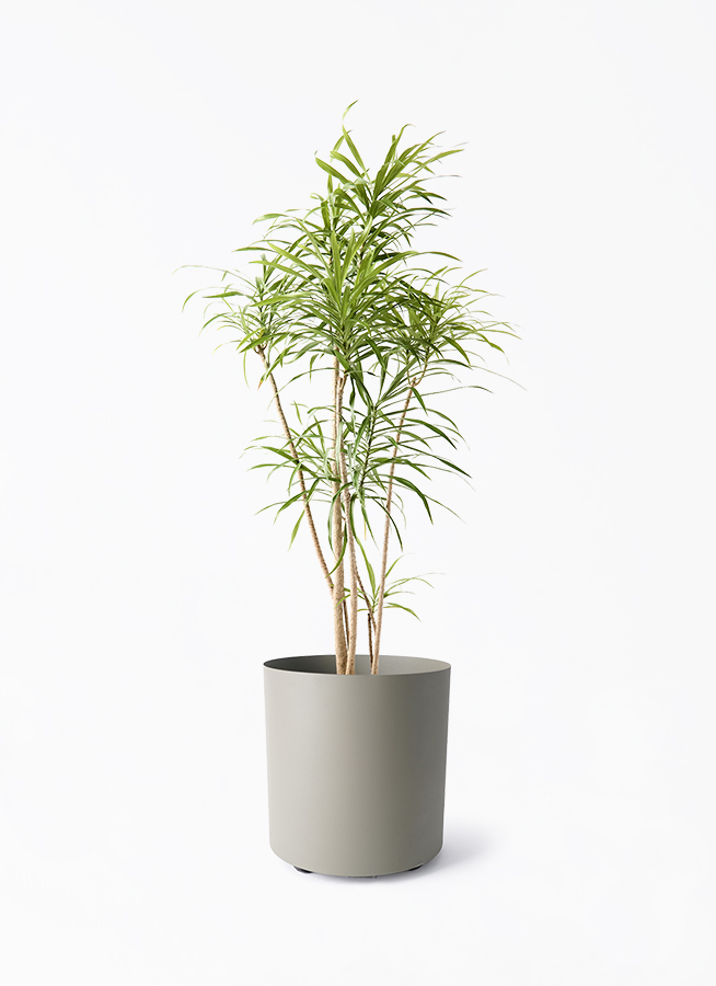 dracaena-reflexa-84_1.jpg?