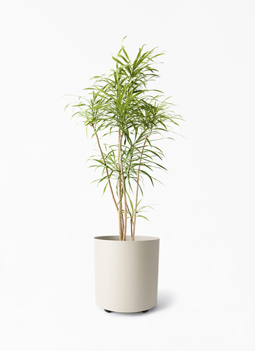 dracaena-reflexa-83_1.jpg?