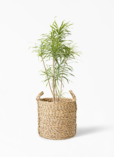 観葉植物 ドラセナ リフレクサ 8号 LushBasket (ラッシュバスケット