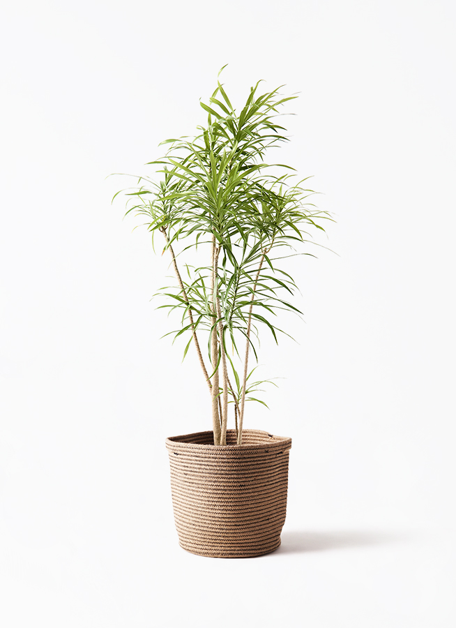 ［現品］2番　ドラセナ　プレオメレ　リフレクサ　8号　観葉植物　大型　室内 現品］2番 ドラセナ プレオメレ リフレクサ 8号 観葉植物 大型