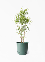 観葉植物　ドラセナ リフレクサ 　高級陶器鉢入り　高さ約165cm dracaena-reflexa-80_1.jpg?