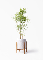 dracaena-reflexa-65_1.jpg?