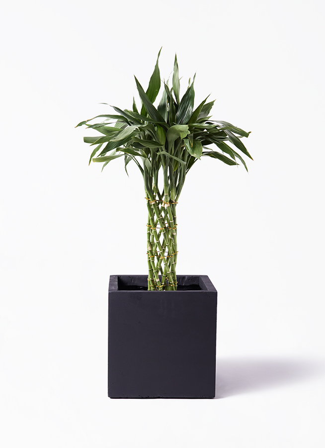 dracaena-sanderiana-114_1.jpg?