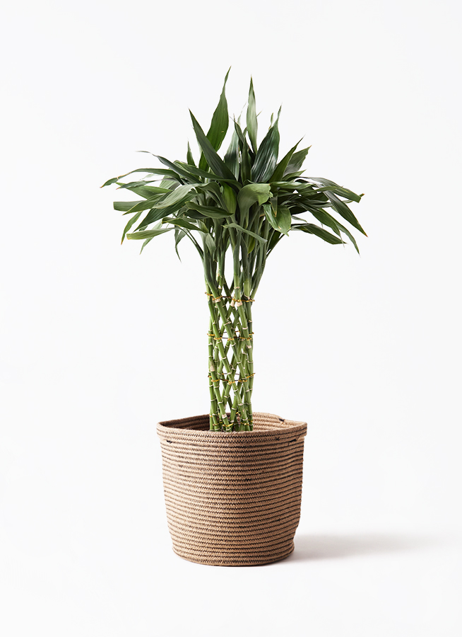 【マジックバンブー】団扇【希少品種】 Amazon｜生花【ミリオンバンブー 約50cm前後 3本セット】※花瓶は