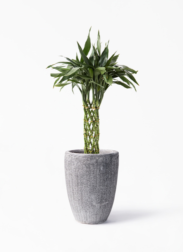 黒竹 竹　バンブー　観葉植物　高さ約210cm 手渡し希望！ 人工 観葉植物 フェイク グリーン バンブー(竹) H約105cm 店舗