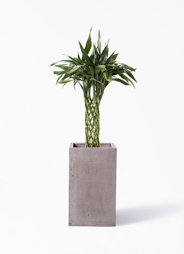 バンブー竹 cd937bed003e80713abb0a150abf68