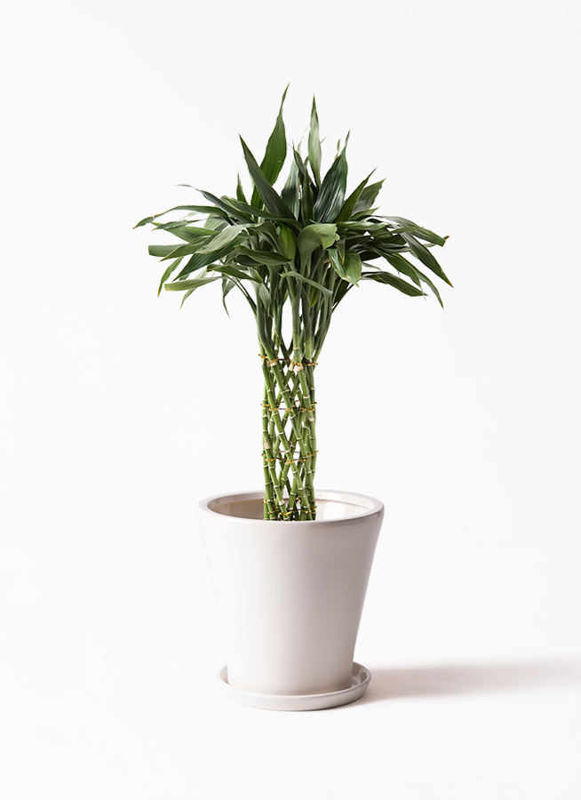 dracaena-sanderiana-108_1.jpg? 