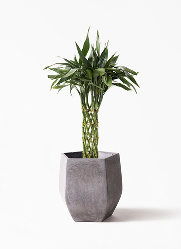 dracaena-sanderiana-104_1.jpg?