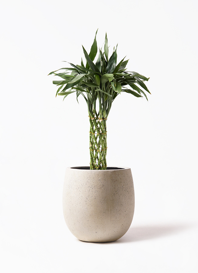 dracaena-sanderiana-125_1.jpg?