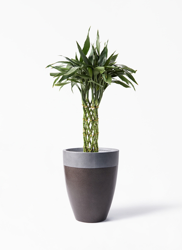 dracaena-sanderiana-154_1.jpg?