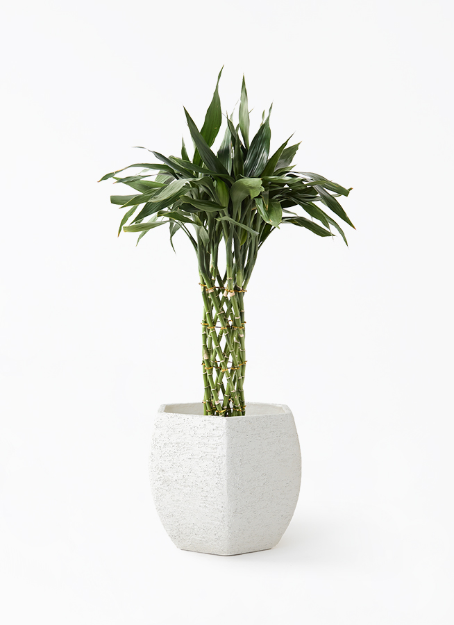 黒竹 竹　バンブー　観葉植物　高さ約210cm 手渡し希望！ dracaena-sanderiana-114_1.jpg?