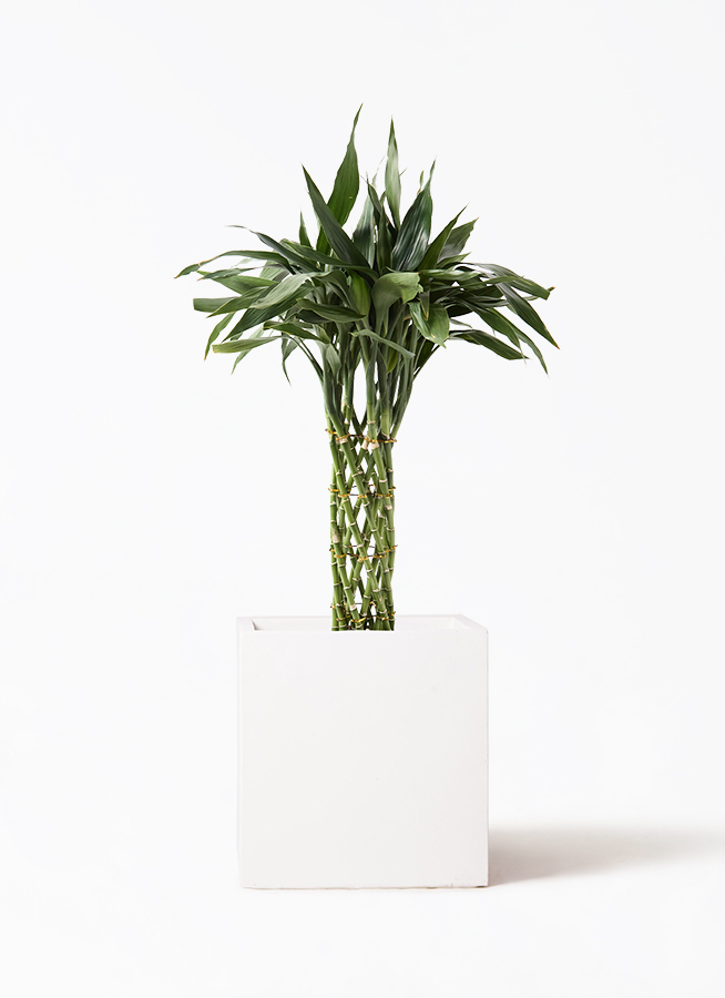 dracaena-sanderiana-129_1.jpg?