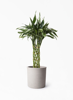 バンブー竹 dracaena-sanderiana-184_1.jpg?