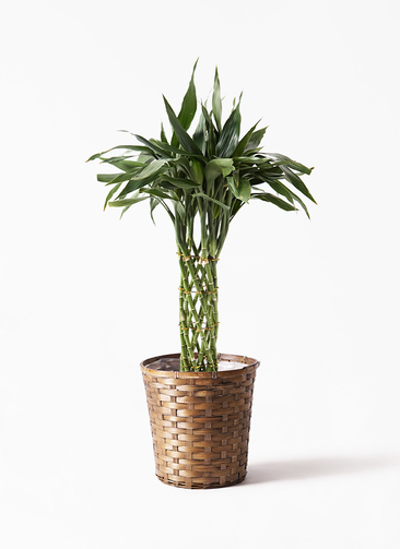 黒竹 竹　バンブー　観葉植物　高さ約210cm 手渡し希望！ dracaena-sanderiana-95_1.jpg?