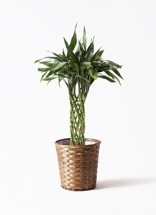 観葉植物 ドラセナ サンディアーナ 8号 エステリ グリーン 付き