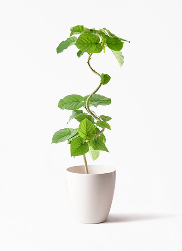 ficus-umbellata-1282_1.jpg?