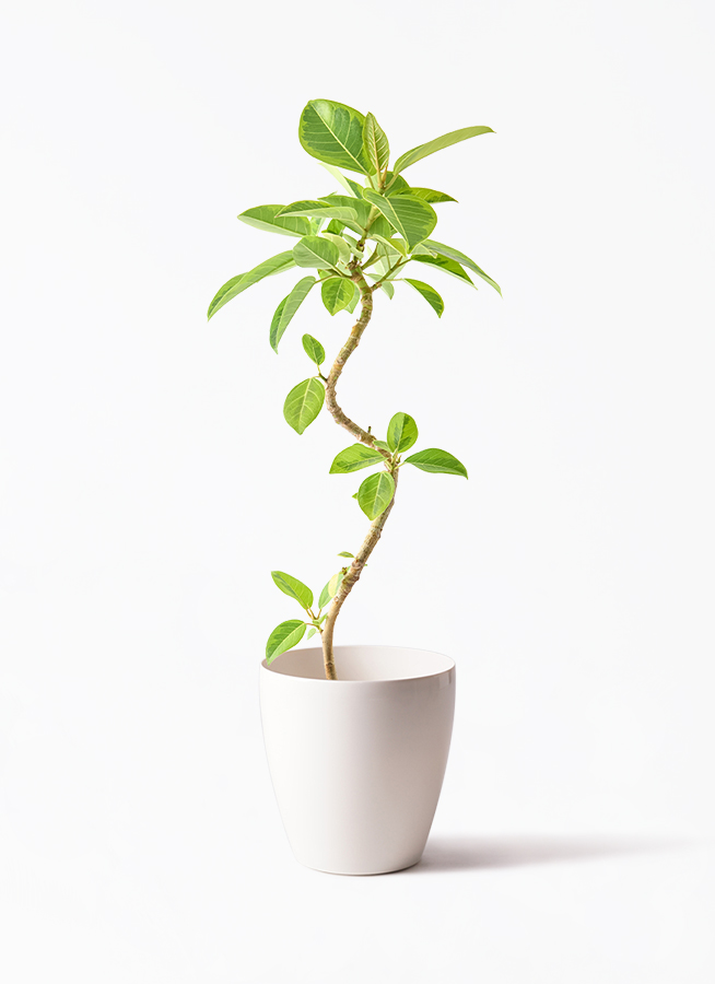 観葉植物 フィカス アルテシーマ 5号 曲り プラスチック鉢 | 観葉植物 観葉植物 フィカス アルテシーマ 5号 曲り プラスチック鉢 | 観葉植物