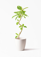 観葉植物 フィカス アルテシーマ 5号 曲り プラスチック鉢 | 観葉植物