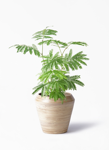 【お客♡】エバーフレッシュ♥記念品 グリーンショップ【HANAMIZUKI green】 | エバーフレッシュ 「これ