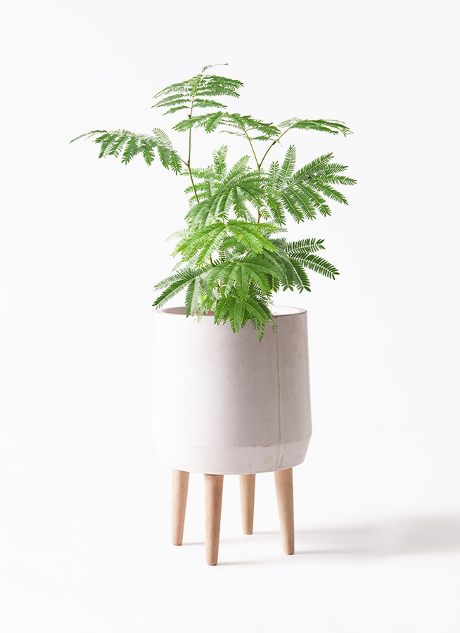 観葉植物 エバーフレッシュ 6号 プラスチック鉢 エステリ グリーン