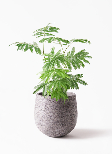 その他観葉植物 user_1242a77b everfresh-1007_1.jpg?1745388465