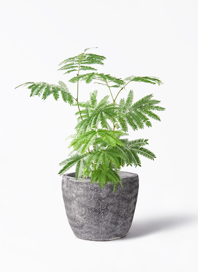 エバーフレッシュ 観葉植物 エバーフレッシュ 6号 プラスチック鉢 アルマ ミドル 付き