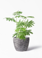 エバーフレッシュ | 観葉植物の通販ならHitoHana（ひとはな）
