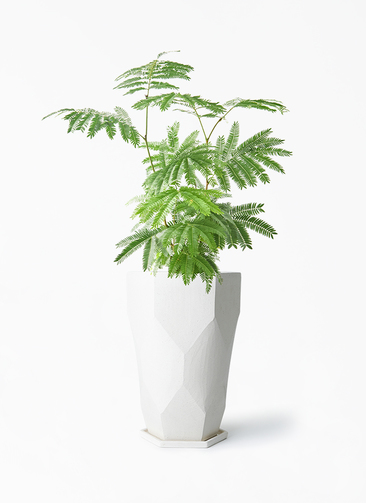 everfresh-1019_1.jpg?1745388501